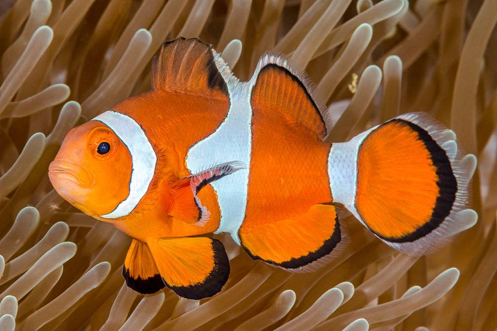 Des poissons-clowns qui se font passer pour des anémones | Planet-Vie